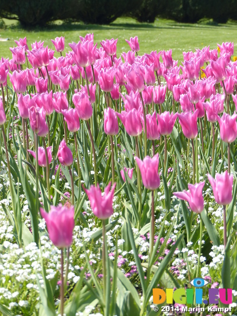 FZ005172 Pink tulips in Dyffryn Gardens